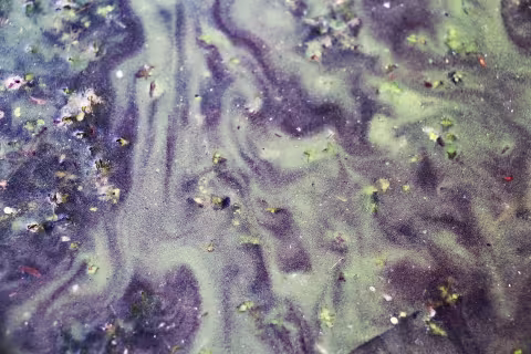 Blue green algae on still water