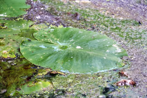 Blue green algae around a lily-pad 